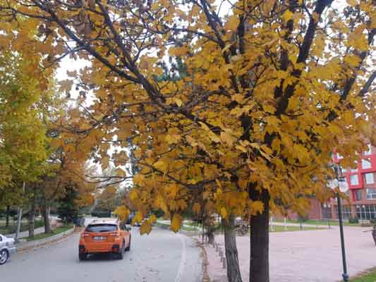 Dallarında bulunan ve mevsimin de sonuna gelmesiyle birlikte yere dökülen sarı yapraklarla oluşan kartpostallık manzaralar bu yıl seyircisiz kaldı.