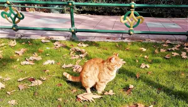 Sakin geçen bir günde güneşin altında yatıp etrafı seyreden ve uyuyan hayvanların güzel havanın tadını çıkardığı anlar fotoğraf karelerine yansıdı.