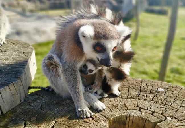 Eskişehir Hayvanat Bahçesi'ndeki lemur yavrularının "isim babası" çocuklar olacak.