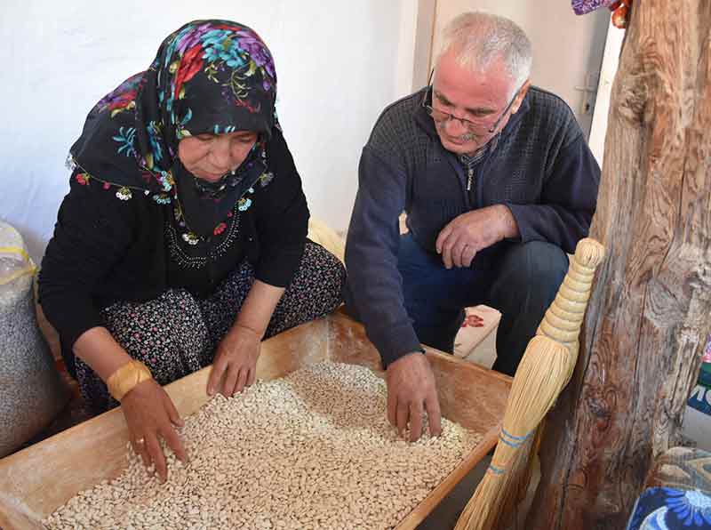 Ata tohumlarını eken Yıldırım, aldığı üründen ayırdığı bir miktar fasulyeyi gelecek nesillere ulaşması için özenle saklıyor.