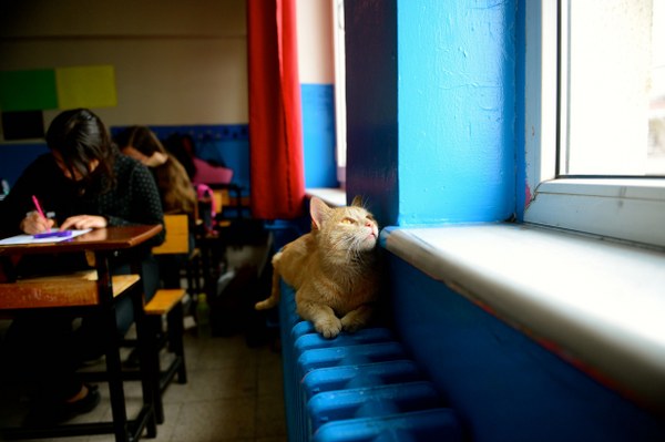 Okulun 8. sınıf öğrencisi Sevil Kaygusuz (14) kedi "Namık"ı çok sevdiğini dile getirerek, "İlk başlarda biraz ısınamamıştım. Daha sonra bize çok cana yakın davrandı. Bizim sınıflarımıza girmeye başladı. Dersleri onunla birlikte işledik ve hiçbir şekilde sorun yaşamadık. Bize hiç zarar vermez. Namık sıcağı sever. Kalorifer peteklerinde uyur. Güneşi çok seviyor. Namık'ın daha iyi olmasını istediğimiz için de aşısını yaptırıp kimliğini çıkarma kararı aldık." diye konuştu. 