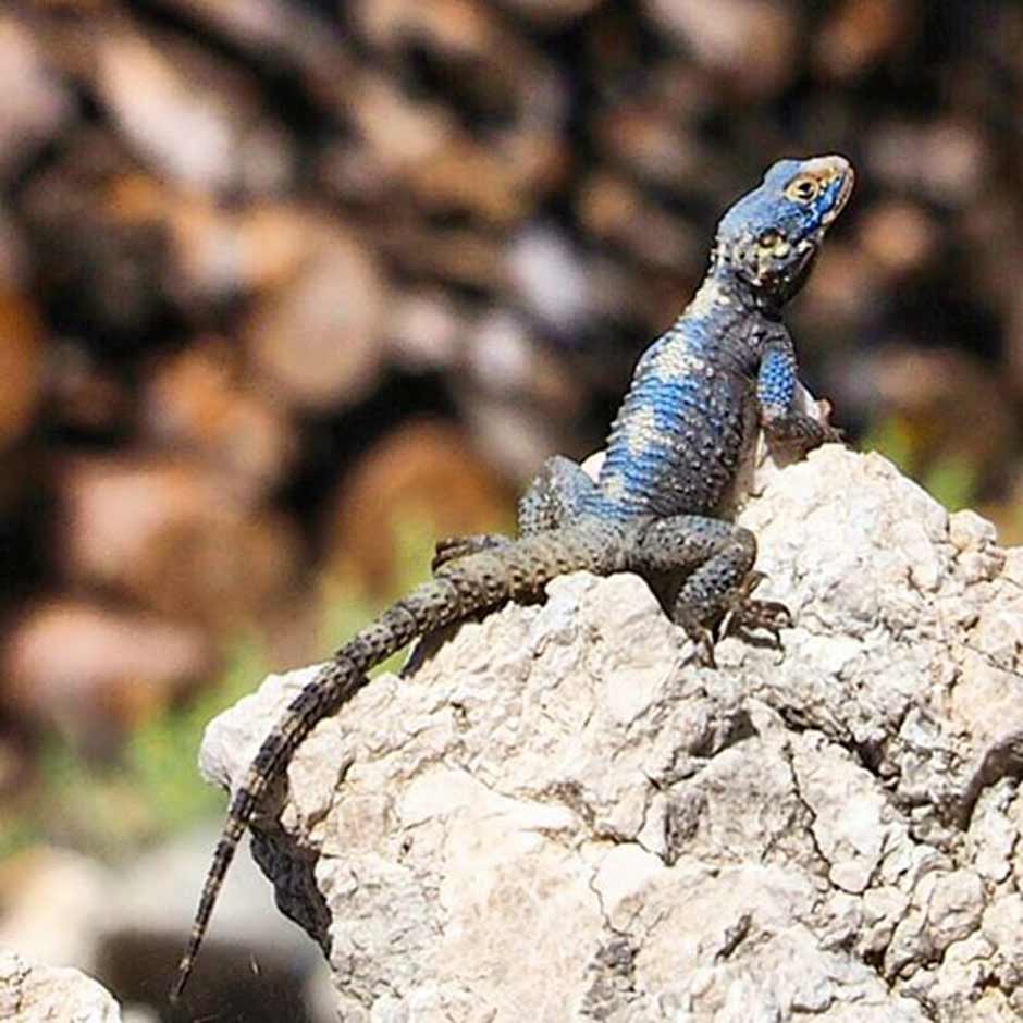 19 Mayıs Atatürk Gençlik ve Spor Bayramı’nda Eskişehir Doğa Gezginleri (Esdoge) trekking grubu, Dünya’nın en iyi 10 uzun mesafe yürüyüş rotasından biri olan Likya Trekking Parkuru’nu yürüdü.