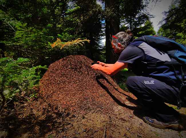 Bir koloni yılda 24 kilo zararlı böceği yemektedir. Karıncalar yuvalarını kurumuş ağaç kütükleri yanında kurarlar bu karıncalar et obur canlılardır. Bunların ağızlarında formik asit vardır. Bir canlıyı yok edecekleri zaman tükürerek formik asidini salgılayarak etkisiz hale getirip yok ederler. 