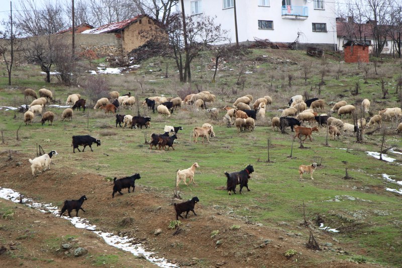 Kışın yolların 1 haftaya kadar kapandığını ve bu sürede hayvanların aç kalmaması için önceden önlem aldıklarını ifade eden Şenol, “ Kışa girmeden önce de yerlerimiz temizleri. Hayvanların durduğu yeri dezenfekte ederiz, kireçleriz. Gördüğünüz gibi kışın burası biraz sert geçiyor. Yaz ayında hazırlığımızı yapıyoruz. Elimizden geldiği kadar rahat etmeye çalışıyoruz. Hayvanımız için de, bizim için de. Yeri geliyor bir hafta yolların kapandığı oluyor. Biz kendimiz olsak kuru ekmekle günümüz geçer, ama hayvan için öyle değil. Hayvan için elimizden geldiği kadar kış yemini yazdan hazırlamaya gayret ediyoruz. Tabi eksiklerimiz oluyor. Dört dörtlük hazırlayamıyoruz. Ama yüzde 70’ini en az yazdan hazırlıyoruz” dedi. 