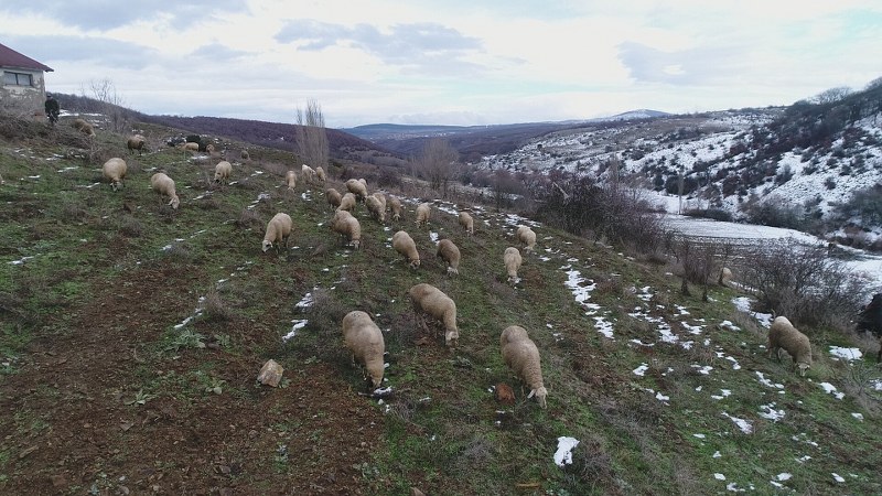 Soğuk havalara aldırış etmeden çalışan çobanlar, zorlu kış mesailerine başlıyor. 