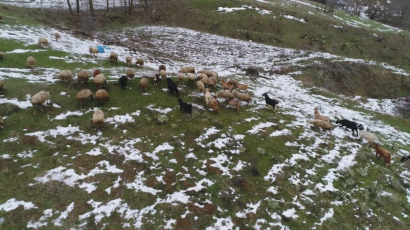 Soğuk havalara aldırış etmeden çalışan çobanlar, zorlu kış mesailerine başlıyor. 