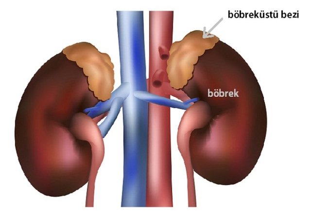 Böbreküstü bezleri sürekli küçülür. Çok yaşlı insanlarda böbreküstü bezleri görünmez.