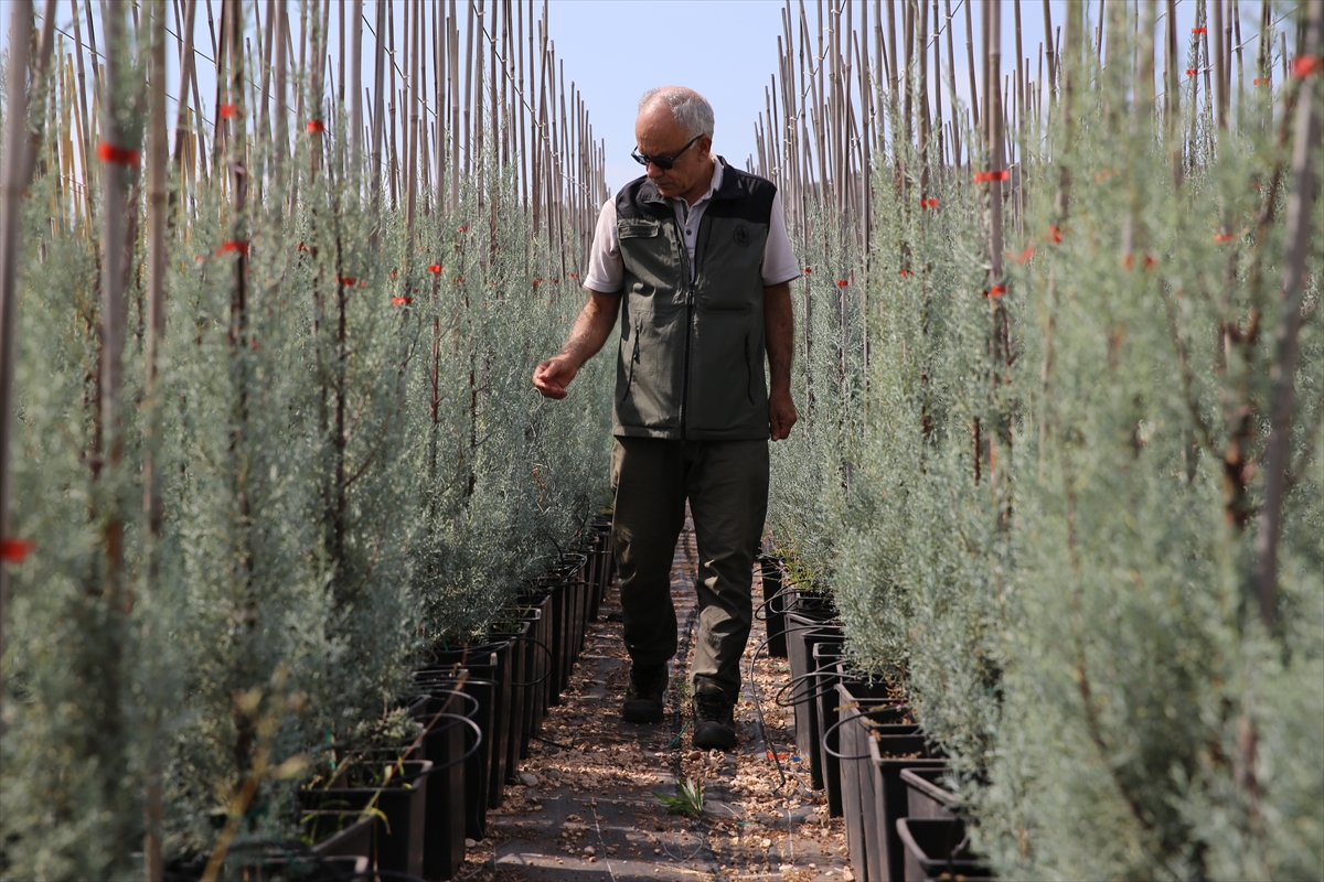 Eskişehir Orman Bölge Müdürlüğü'ne bağlı Eskişehir Orman Fidanlığı, zengin tohum stok merkezi ile ağaç ve tıbbi aromatik bitkilerin tohumlarını koruma altına alıyor. 1937 yılından bu yana faaliyet gösteren fidanlıkta, 200 farklı türde orman ağacı ve tıbbi bitki fidanları üretiliyor.

Tohum bahçesi ve çıkarma tesisine sahip olan merkezde, kozalak ve tohumlar özenle işlenerek saklanıyor. 5 ton kapasiteli soğuk hava depolarında, 0 ile -18 derece arasında ideal koşullarda saklanan tohumlar, uzun yıllar bozulmadan kalabiliyor. Şu an depolarda 6 tondan fazla tohum muhafaza ediliyor.