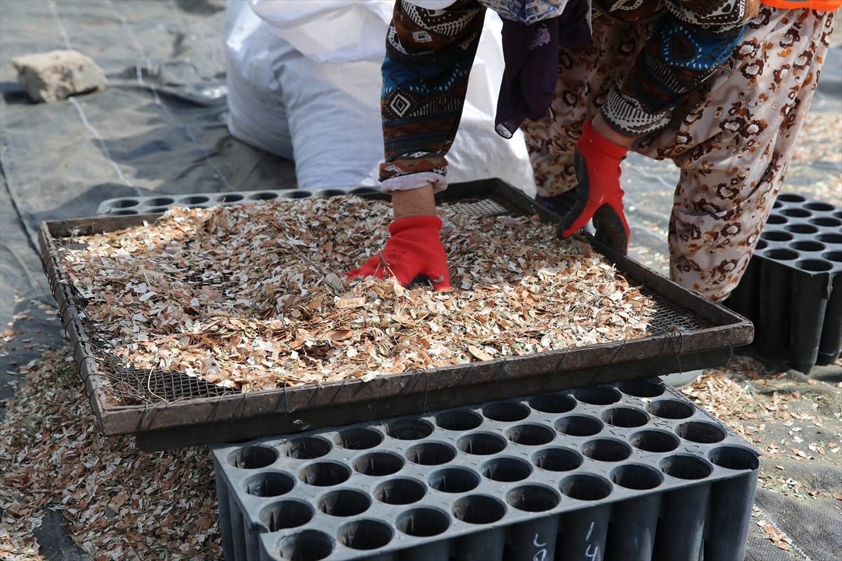 Eskişehir Orman Bölge Müdürlüğü'ne bağlı Eskişehir Orman Fidanlığı, zengin tohum stok merkezi ile ağaç ve tıbbi aromatik bitkilerin tohumlarını koruma altına alıyor. 1937 yılından bu yana faaliyet gösteren fidanlıkta, 200 farklı türde orman ağacı ve tıbbi bitki fidanları üretiliyor.

Tohum bahçesi ve çıkarma tesisine sahip olan merkezde, kozalak ve tohumlar özenle işlenerek saklanıyor. 5 ton kapasiteli soğuk hava depolarında, 0 ile -18 derece arasında ideal koşullarda saklanan tohumlar, uzun yıllar bozulmadan kalabiliyor. Şu an depolarda 6 tondan fazla tohum muhafaza ediliyor.