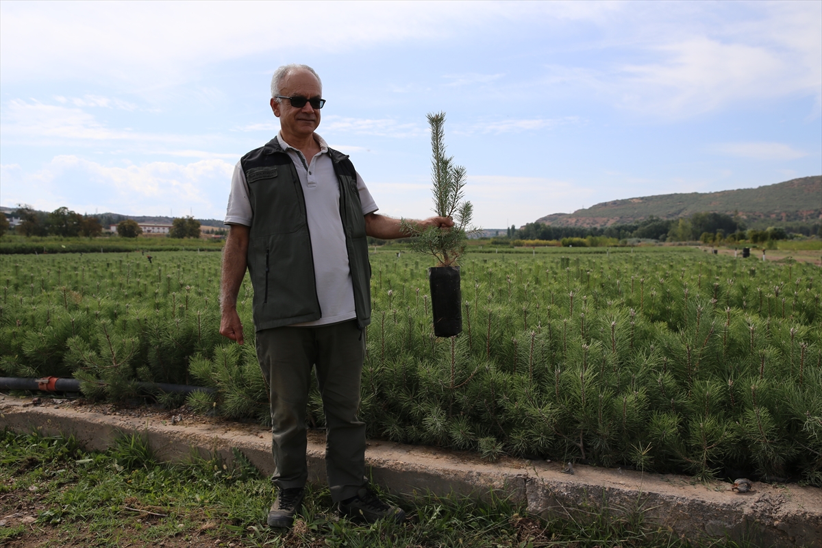 Eskişehir Orman Bölge Müdürlüğü'ne bağlı Eskişehir Orman Fidanlığı, zengin tohum stok merkezi ile ağaç ve tıbbi aromatik bitkilerin tohumlarını koruma altına alıyor. 1937 yılından bu yana faaliyet gösteren fidanlıkta, 200 farklı türde orman ağacı ve tıbbi bitki fidanları üretiliyor.

Tohum bahçesi ve çıkarma tesisine sahip olan merkezde, kozalak ve tohumlar özenle işlenerek saklanıyor. 5 ton kapasiteli soğuk hava depolarında, 0 ile -18 derece arasında ideal koşullarda saklanan tohumlar, uzun yıllar bozulmadan kalabiliyor. Şu an depolarda 6 tondan fazla tohum muhafaza ediliyor.