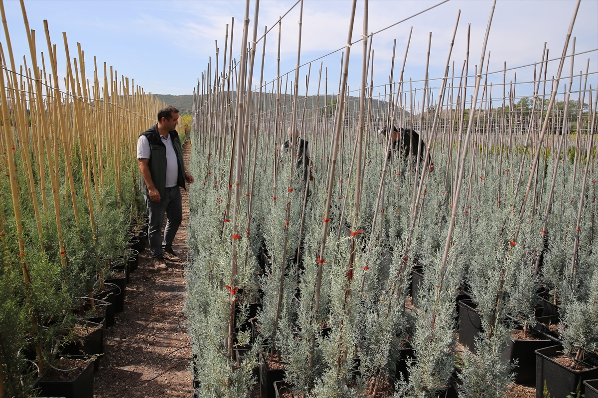 Eskişehir Orman Bölge Müdürlüğü'ne bağlı Eskişehir Orman Fidanlığı, zengin tohum stok merkezi ile ağaç ve tıbbi aromatik bitkilerin tohumlarını koruma altına alıyor. 1937 yılından bu yana faaliyet gösteren fidanlıkta, 200 farklı türde orman ağacı ve tıbbi bitki fidanları üretiliyor.

Tohum bahçesi ve çıkarma tesisine sahip olan merkezde, kozalak ve tohumlar özenle işlenerek saklanıyor. 5 ton kapasiteli soğuk hava depolarında, 0 ile -18 derece arasında ideal koşullarda saklanan tohumlar, uzun yıllar bozulmadan kalabiliyor. Şu an depolarda 6 tondan fazla tohum muhafaza ediliyor.