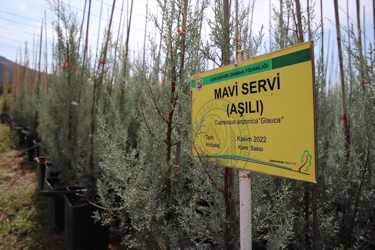 Eskişehir Orman Bölge Müdürlüğü'ne bağlı Eskişehir Orman Fidanlığı, zengin tohum stok merkezi ile ağaç ve tıbbi aromatik bitkilerin tohumlarını koruma altına alıyor. 1937 yılından bu yana faaliyet gösteren fidanlıkta, 200 farklı türde orman ağacı ve tıbbi bitki fidanları üretiliyor.

Tohum bahçesi ve çıkarma tesisine sahip olan merkezde, kozalak ve tohumlar özenle işlenerek saklanıyor. 5 ton kapasiteli soğuk hava depolarında, 0 ile -18 derece arasında ideal koşullarda saklanan tohumlar, uzun yıllar bozulmadan kalabiliyor. Şu an depolarda 6 tondan fazla tohum muhafaza ediliyor.