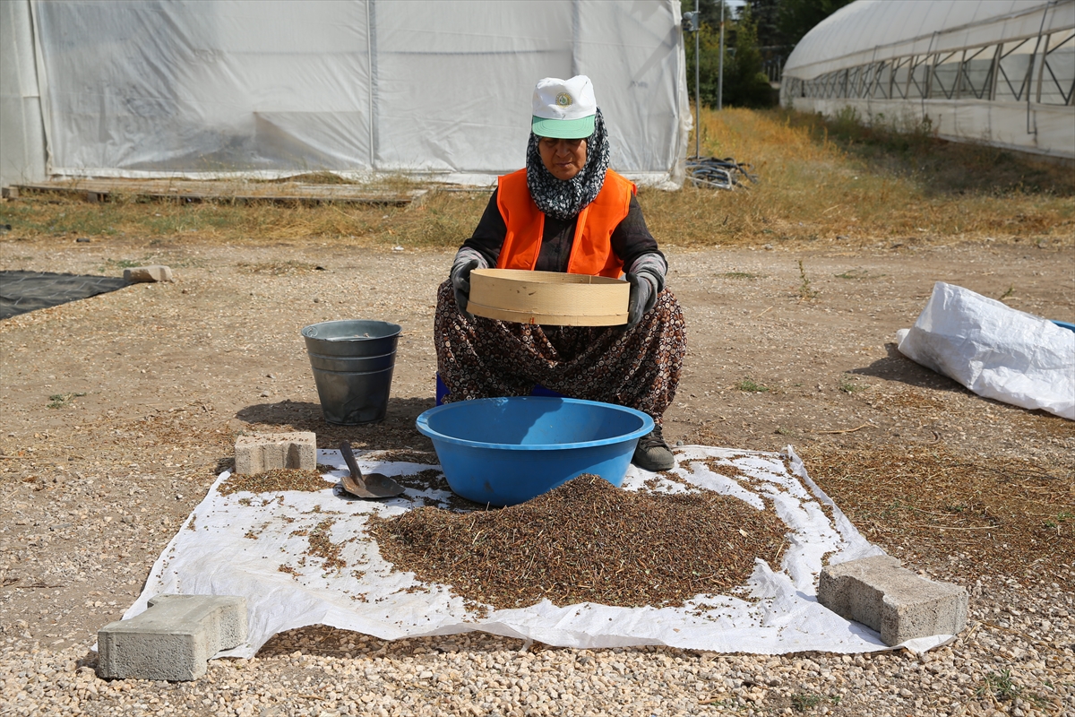 Eskişehir Orman Bölge Müdürlüğü'ne bağlı Eskişehir Orman Fidanlığı, zengin tohum stok merkezi ile ağaç ve tıbbi aromatik bitkilerin tohumlarını koruma altına alıyor. 1937 yılından bu yana faaliyet gösteren fidanlıkta, 200 farklı türde orman ağacı ve tıbbi bitki fidanları üretiliyor.

Tohum bahçesi ve çıkarma tesisine sahip olan merkezde, kozalak ve tohumlar özenle işlenerek saklanıyor. 5 ton kapasiteli soğuk hava depolarında, 0 ile -18 derece arasında ideal koşullarda saklanan tohumlar, uzun yıllar bozulmadan kalabiliyor. Şu an depolarda 6 tondan fazla tohum muhafaza ediliyor.