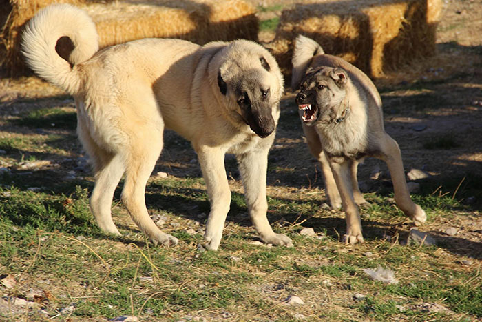 Türkiye'de bir çok yerli köpek ırkının bulunduğunu aktaran Özkanal, kangal köpeklerinin sahipliğini Türkiye'ye aldıklarını ifade etti. Türkiye'deki milli değerlerin tanınması için çabaladıklarını kaydeden Özkanal, "Çalışmalarımıza kangalla başladık ve sonuçları almak üzereyiz. Uluslararası Köpek Kulübü (FCI) ile görüşmeler yapıldı. Görüşmelerin sonucunda belirlenen standartlar, FCI Standart Kurulu'na gönderildi.