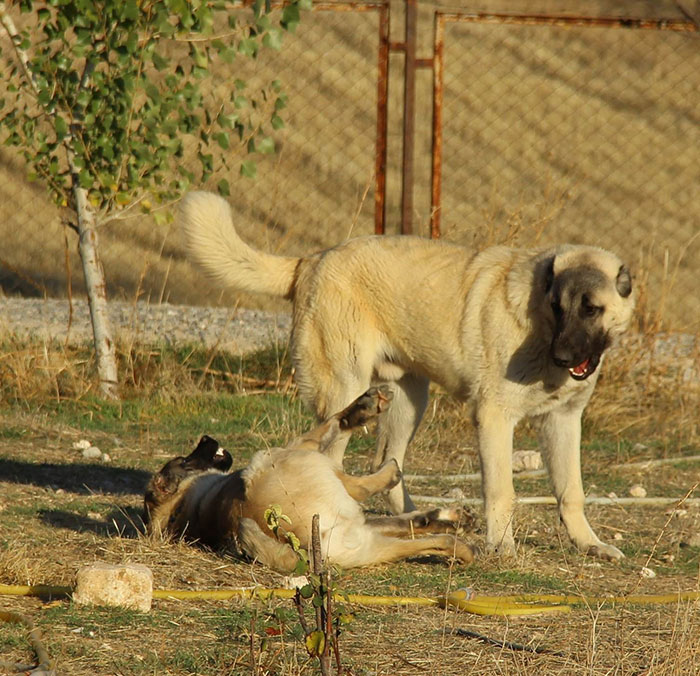 Adının artık Kangal Çoban Köpeği olarak değiştirilip, menşei ülke Türkiye, sahibi Türkiye olarak yer almasını bekliyoruz ve olacak. Bu bizim için çok büyük bir adım. Ardından diğer ırklarımız Akbaş, Malaklı, Zerdeva, Kopay ve diğerleri gelecek. Onun için bu ırklarımıza gönül veren herkesi çalışmalara davet ediyoruz. Amaç ülkemizdeki milli değerlerimizin yurt dışında da tanınmasıdır" diye konuştu. 