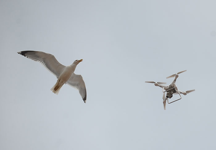 Denizin sembollerinden martıların drone (uçangöz) ile imtihanı objektiflere yansıdı. 