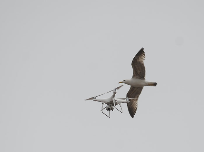 Denizin sembollerinden martıların drone (uçangöz) ile imtihanı objektiflere yansıdı. 