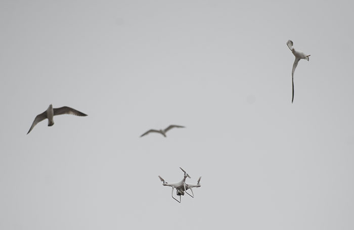 Denizin sembollerinden martıların drone (uçangöz) ile imtihanı objektiflere yansıdı. 