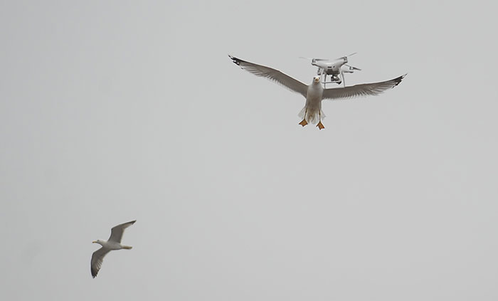 Denizin sembollerinden martıların drone (uçangöz) ile imtihanı objektiflere yansıdı. 