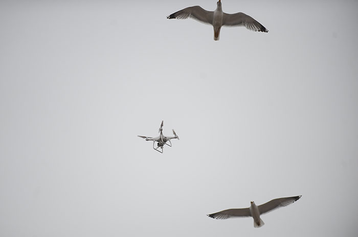 Denizin sembollerinden martıların drone (uçangöz) ile imtihanı objektiflere yansıdı. 