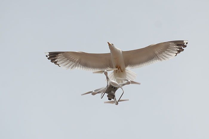 Denizin sembollerinden martıların drone (uçangöz) ile imtihanı objektiflere yansıdı. 