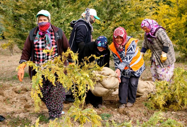 Eskişehir Orman Bölge Müdürlüğüne bağlı Orman Fidanlığında çalışan kadınların küçük bir tohumken büyütüp boylandırdığı fidanlar, daha yeşil Türkiye için toprakla buluşturuluyor.  