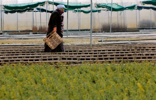 Eskişehir Orman Bölge Müdürlüğüne bağlı Orman Fidanlığında çalışan kadınların küçük bir tohumken büyütüp boylandırdığı fidanlar, daha yeşil Türkiye için toprakla buluşturuluyor.  