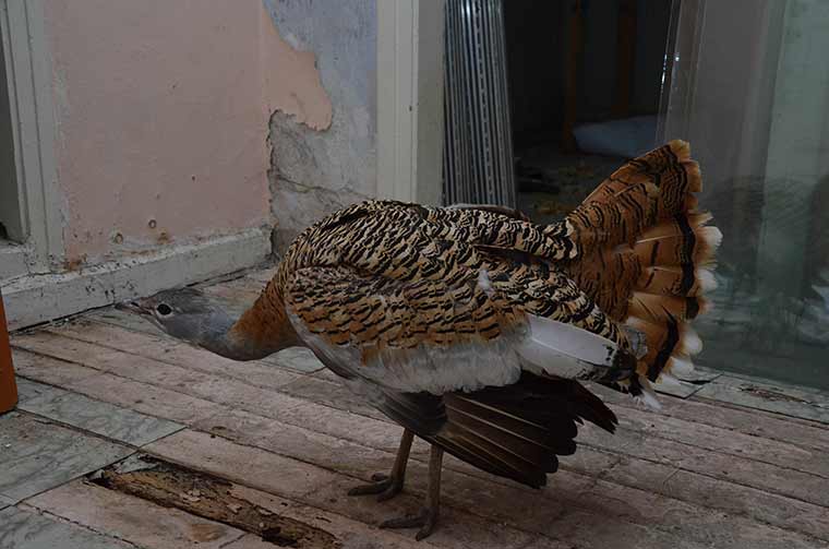 Eskişehir kent merkezinde bir vatandaş tarafından bulunan ve nesli tükenmekte olan hayvanlar arasında yer alan yaralı 'toy kuşu', Milli Parklar Şube Müdürlüğü’ne teslim edildi. 