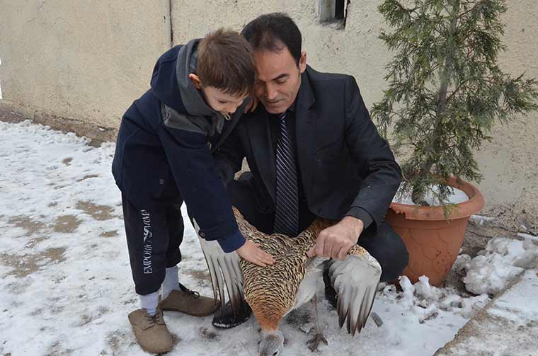 Eskişehir kent merkezinde bir vatandaş tarafından bulunan ve nesli tükenmekte olan hayvanlar arasında yer alan yaralı 'toy kuşu', Milli Parklar Şube Müdürlüğü’ne teslim edildi. 