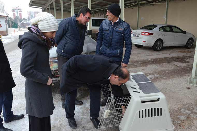 Eskişehir kent merkezinde bir vatandaş tarafından bulunan ve nesli tükenmekte olan hayvanlar arasında yer alan yaralı 'toy kuşu', Milli Parklar Şube Müdürlüğü’ne teslim edildi. 