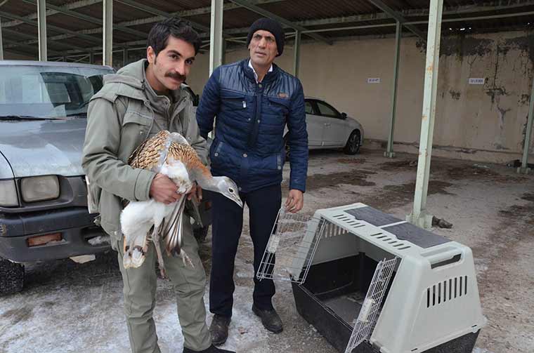 Eskişehir kent merkezinde bir vatandaş tarafından bulunan ve nesli tükenmekte olan hayvanlar arasında yer alan yaralı 'toy kuşu', Milli Parklar Şube Müdürlüğü’ne teslim edildi. 