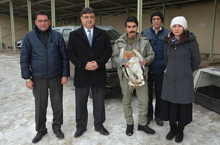 Eskişehir kent merkezinde bir vatandaş tarafından bulunan ve nesli tükenmekte olan hayvanlar arasında yer alan yaralı 'toy kuşu', Milli Parklar Şube Müdürlüğü’ne teslim edildi. 