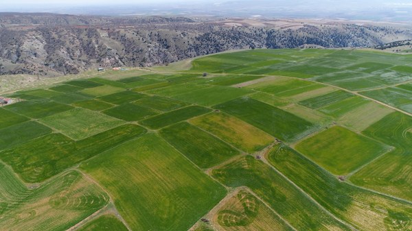 Eskişehir’de Nisan ayının ortalarında etkili olan kar yağışı yetişmekte olan buğday ve arpaların gelişimine katkı sağladı. Tepebaşı Ziraat Odası Başkanı Süleyman Buluşan, karın hububat için yorgan görevini üstlendiğini belirterek, buğday ve arpaların soğuktan etkilenmediğini söyledi. 