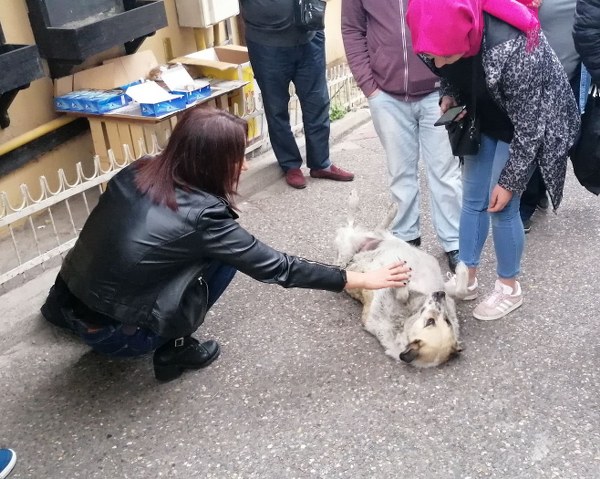 Kızın ardından ayaklanan köpek cadde üzerinden kalkıp tarihi Tahtakale Çarşısı’na doğru yürüdü.