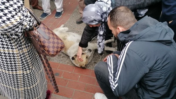 Köpeğin numara yaptığını kendisini sevdirmek için her gün aynı şeyi yaptığını belirten bir işportacı ise, bekleyen kalabalığı şok etti. 