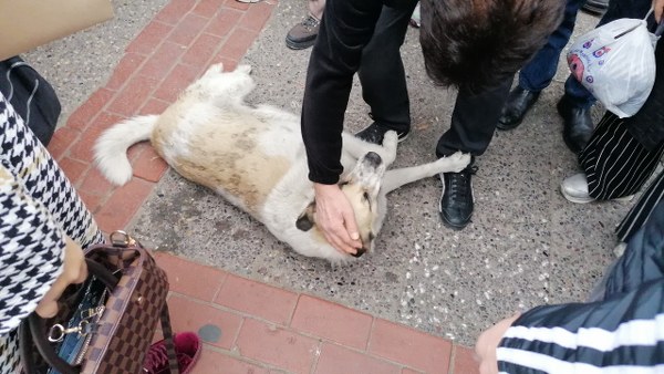 Şaşkına dönen vatandaşlar, köpeğin yürüdüğünü görünce alkışladılar. 