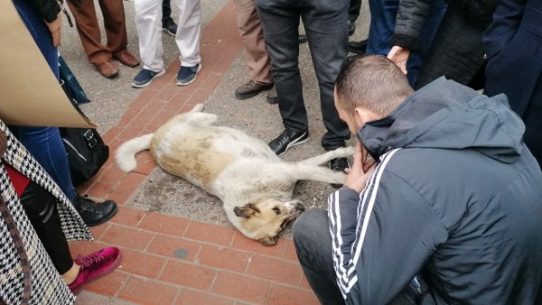 Köpeğin peşini bırakmayıp çarşı içerisine kadar takip eden 2 kadın, köpek yeniden yere yatınca bir süre daha köpekle ilgilendi. 