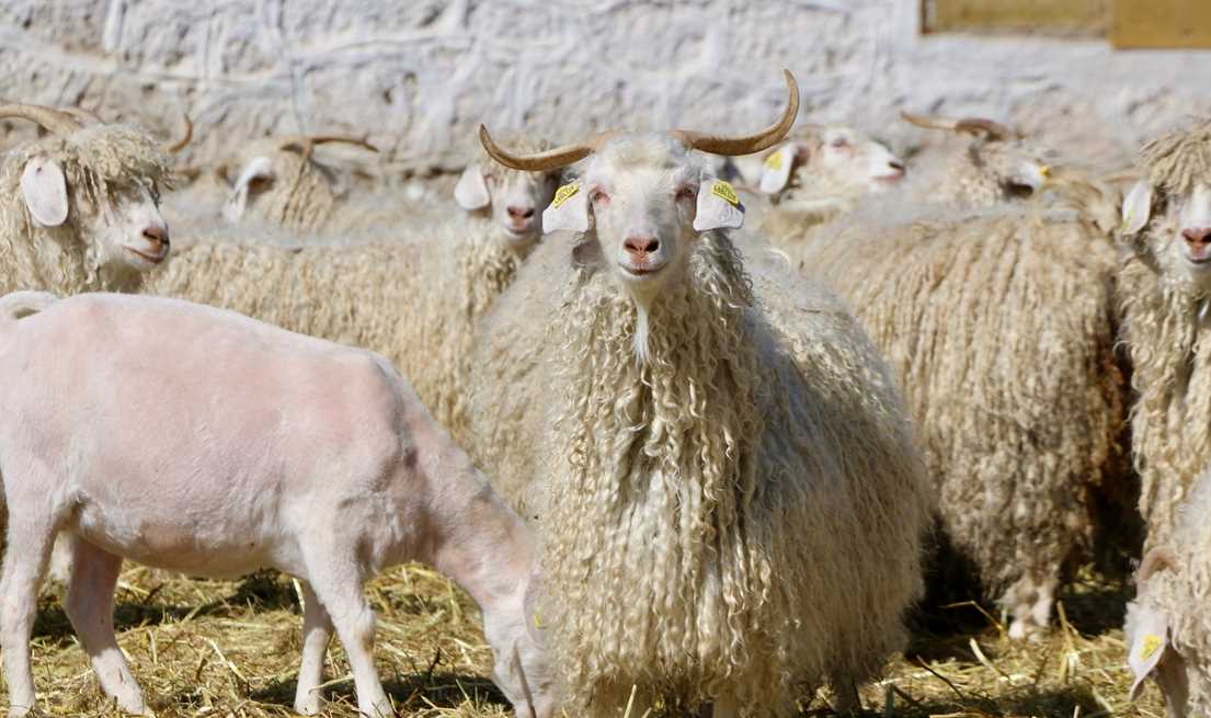 Anadolu Tarım İşletmesi'nde 1815'ten beri devam eden geleneksel kırkım sezonu başladı. Bu sene 1100 Ankara keçisinden 2,5 ton tiftik elde edilmesi öngörülüyor.
Osmanlı döneminde Sultan 2. Mahmud tarafından 1815'te "Çiftlikat-ı Hümayun" adıyla kurulan tesiste safkan Arap atı, esmer ırkı sığır ve Anadolu merinosunun yanı sıra Ankara keçisi yetiştiriliyor.
TİGEM bünyesine 1984'te dahil edilen işletme, Esenbel mevkisindeki Keçicilik Şubesi'nde 500 baş anaç Ankara keçisiyle bu türün gelecek nesillere aktarılmasını sağlıyor.
İlkbahar mevsimine girilmesiyle işletmede 1100 Ankara keçisinin kırkımına başlandı.
Anadolu Tarım İşletmesinin uzman personeli tarafından kırkılan keçilerin tırnak bakımları da yapılıyor.
Bu yıl yaklaşık 2 hafta sürecek kırkım sezonunda elde edilecek tiftikler, tekstil sektöründe kullanılmak üzere ihale yoluyla satışa sunulacak.
En çok tiftik tekelerden çıkıyor.
Tekelerden 3-3,5, dişi keçilerden 2-2,5, çebiçlerden ise 1-1,5 kilogram tiftik elde ediliyor.
İşletme yıllık 2 ila 2,5 ton tiftik üretiyor.
Bu sene 2,5 ton tiftik üretimi öngörülüyor.
Tiftik üretiminin ardından Anadolu Tarım İşletmesi Müdürlüğü tarafından ihale yoluyla satışa çıkarılacak.
Keçi üretiminin yanı sıra tiftikle de ekonomiye katkı sağlanıyor.
