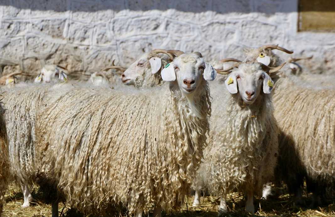 Anadolu Tarım İşletmesi'nde 1815'ten beri devam eden geleneksel kırkım sezonu başladı. Bu sene 1100 Ankara keçisinden 2,5 ton tiftik elde edilmesi öngörülüyor.
Osmanlı döneminde Sultan 2. Mahmud tarafından 1815'te "Çiftlikat-ı Hümayun" adıyla kurulan tesiste safkan Arap atı, esmer ırkı sığır ve Anadolu merinosunun yanı sıra Ankara keçisi yetiştiriliyor.
TİGEM bünyesine 1984'te dahil edilen işletme, Esenbel mevkisindeki Keçicilik Şubesi'nde 500 baş anaç Ankara keçisiyle bu türün gelecek nesillere aktarılmasını sağlıyor.
İlkbahar mevsimine girilmesiyle işletmede 1100 Ankara keçisinin kırkımına başlandı.
Anadolu Tarım İşletmesinin uzman personeli tarafından kırkılan keçilerin tırnak bakımları da yapılıyor.
Bu yıl yaklaşık 2 hafta sürecek kırkım sezonunda elde edilecek tiftikler, tekstil sektöründe kullanılmak üzere ihale yoluyla satışa sunulacak.
En çok tiftik tekelerden çıkıyor.
Tekelerden 3-3,5, dişi keçilerden 2-2,5, çebiçlerden ise 1-1,5 kilogram tiftik elde ediliyor.
İşletme yıllık 2 ila 2,5 ton tiftik üretiyor.
Bu sene 2,5 ton tiftik üretimi öngörülüyor.
Tiftik üretiminin ardından Anadolu Tarım İşletmesi Müdürlüğü tarafından ihale yoluyla satışa çıkarılacak.
Keçi üretiminin yanı sıra tiftikle de ekonomiye katkı sağlanıyor.
