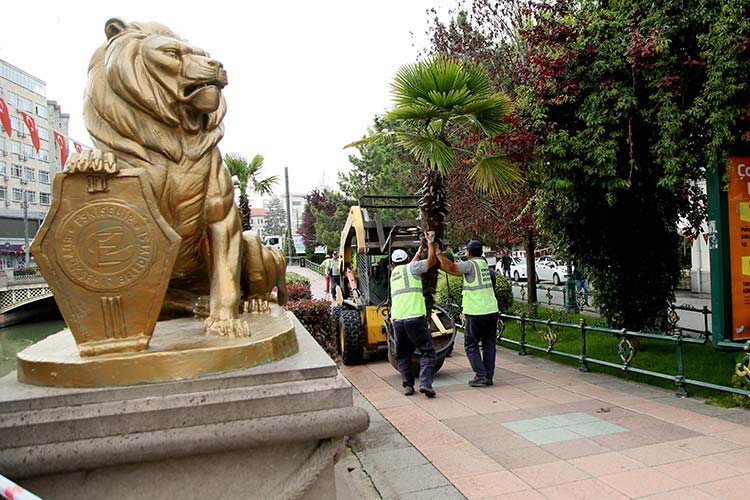 Eskişehir Büyükşehir Belediyesi tarafından 19 yıldır yaz aylarında Porsuk Çayı kenarına göç eden palmiyeler, havaların ısınmasıyla birlikte Köprübaşı'ndaki yerlerini aldılar.