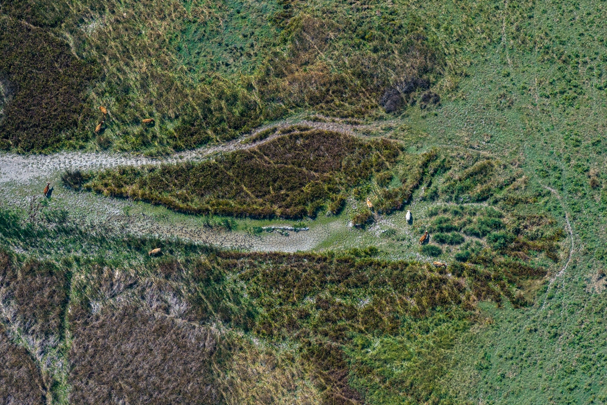 Eskişehir'in gizli bir köşesinde, doğanın kalbinde saklı bir cennet var. Sakarya Nehri'nin eseri olan küçük göletler, sazlıklar ve sulak çayırlıklarla bezenmiş bu eşsiz coğrafya, binlerce canlıya ev sahipliği yapıyor. Keşfetmeye hazır mısınız?