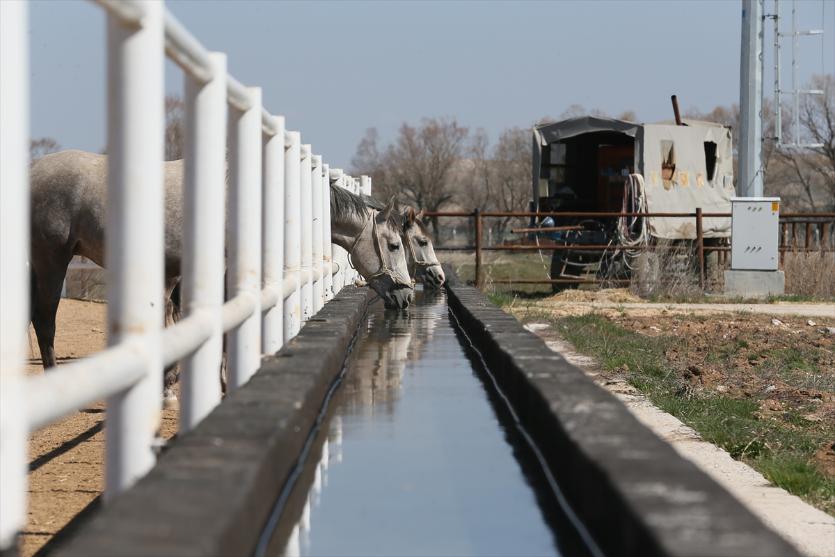  Bursa, Eskişehir ve Malatya'da safkan Arap atı yetiştiriciliğinin ve ıslahının yapıldığı, gen kaynağının korunduğu Tarım ve Orman Bakanlığı Tarım İşletmeleri Genel Müdürlüğü (TİGEM) bağlı işletmelerde bu sezon şu ana kadar şampiyon adayı 222 tay dünyaya gözlerini açtı.

TİGEM'den alınan bilgiye göre, 1 Ocak'ta başlayan doğum sezonunda şimdiye kadar Bursa'daki Karacabey Tarım İşletmesinde 70 baş, Eskişehir'deki Anadolu Tarım İşletmesinde 74 baş ve Malatya'daki Sultansuyu Tarım İşletmesinde ise 78 baş tay dünyaya geldi.