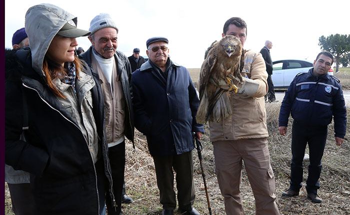 Eskişehir'de 3 ay önce yaralı halde bulunan 2 şahin ve bir baykuş, tedavilerinin ardından doğaya bırakıldı.