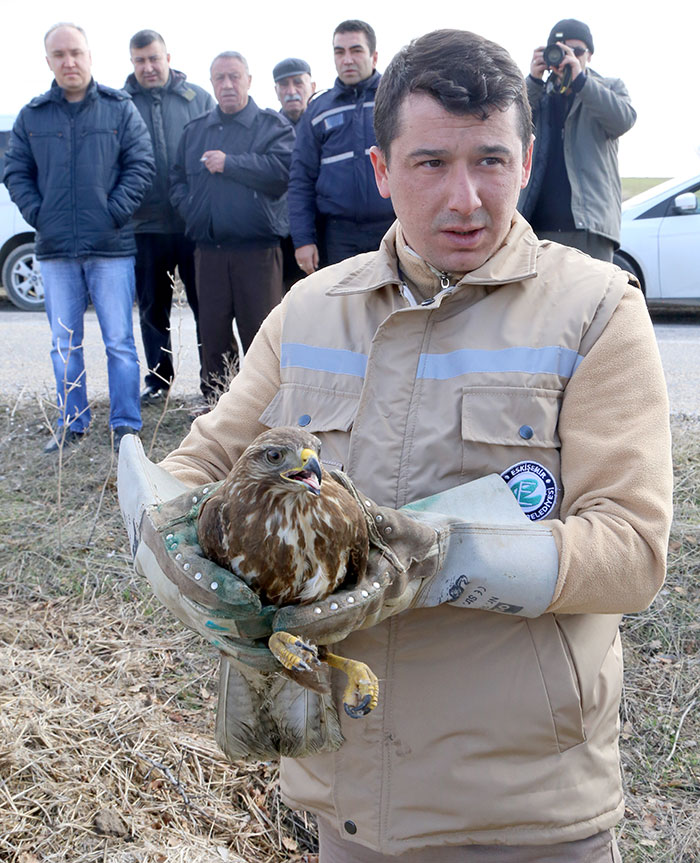 Eskişehir'de 3 ay önce yaralı halde bulunan 2 şahin ve bir baykuş, tedavilerinin ardından doğaya bırakıldı.