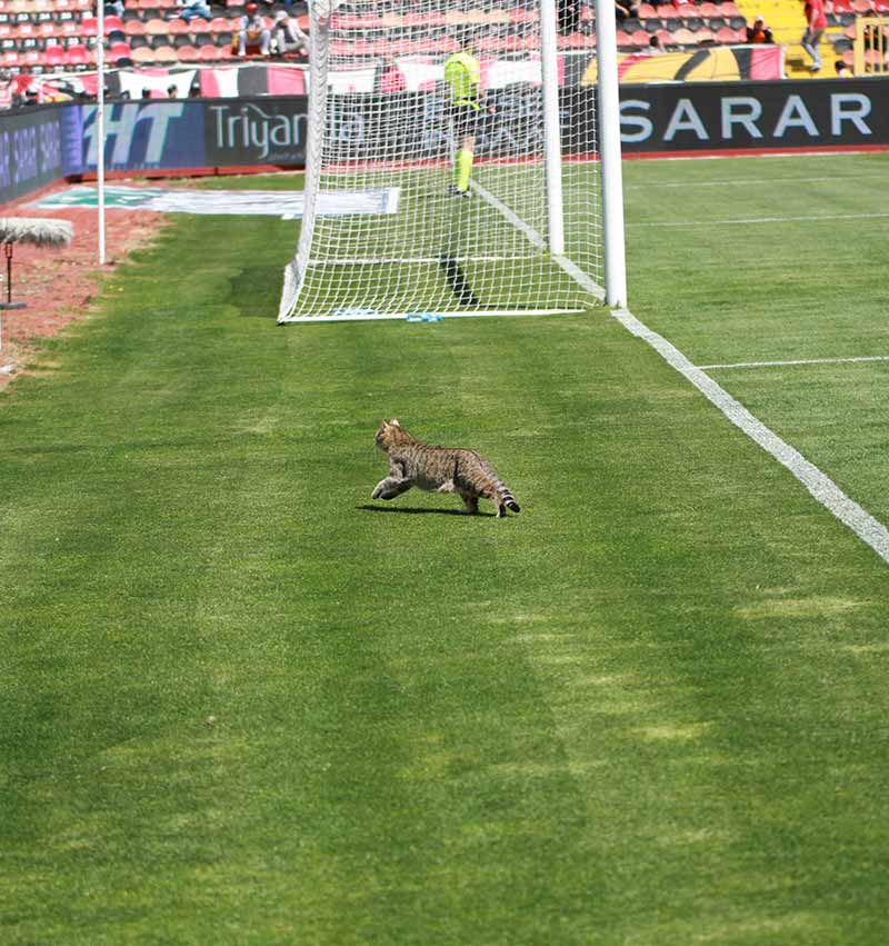 Spor Toto Süper Lig’in 29. haftasında oynanan Eskişehirspor - Konyaspor mücadelesinde, her iki takımın taraftarı tribünde fair-play ruhuna uygun güzel görüntüler oluşturdular. 