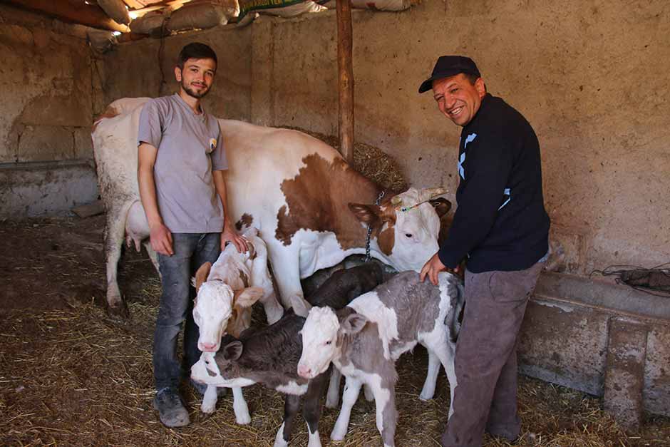 Eskişehir’in Seyitgazi İlçesi'ne bağlı Kümbet Mahallesi'nde, Simental cinsi bir inek üçüz doğurdu.