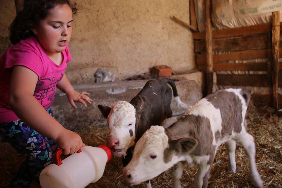 Eskişehir’in Seyitgazi İlçesi'ne bağlı Kümbet Mahallesi'nde, Simental cinsi bir inek üçüz doğurdu.