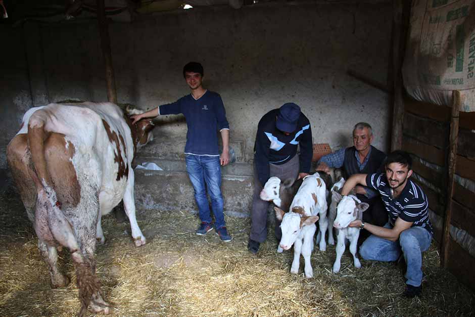 Eskişehir’in Seyitgazi İlçesi'ne bağlı Kümbet Mahallesi'nde, Simental cinsi bir inek üçüz doğurdu.