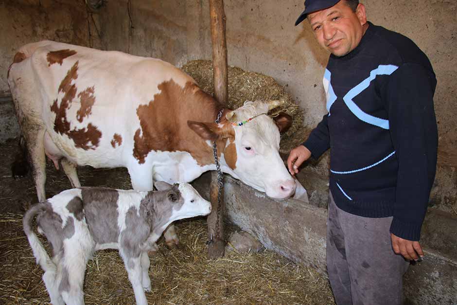 Eskişehir’in Seyitgazi İlçesi'ne bağlı Kümbet Mahallesi'nde, Simental cinsi bir inek üçüz doğurdu.