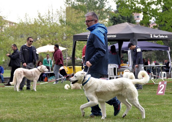 Herkesin bunu bilmesini sağlamak ve daha iyi yerlere götürmek hepimizin görevi ve amacı olmalı. Çünkü Amerika’da 5 bin tane bulunurken bizde bu sayının çok daha az olması bizim köpeğimizin Amerikalılar tarafından daha fazla üretiliyor olması bizim için iyi bir şey değil. Bunu değiştirmemiz lazım. Çok iyi kan hatlarımız var. Çok iyi köpeklerimiz var. Bunları yazılı hale getirmemiz, bu ırkları iyi takip etmemiz ve yeni kan hatlarını sürdürmemiz gerekiyor. Bu ülkemiz için milli bir değer. Buna hep beraber sahip çıkalım” dedi. 